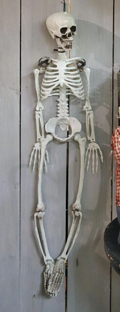 Hanging Halloween Skeleton - 36 Inch -Battery Operated Candles Shop bones skeleton main